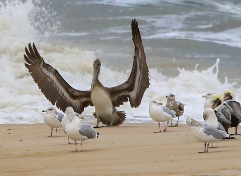 Brown pelican stands on waters edge of sandy beach with wings wide open and the Atlantic Ocean crashing behind, surrounded by other brown pelicans and herring gulls who are also standing on the sand.