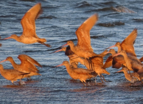Cinnamon-brown long-billed shorebird in blue water & taking flight