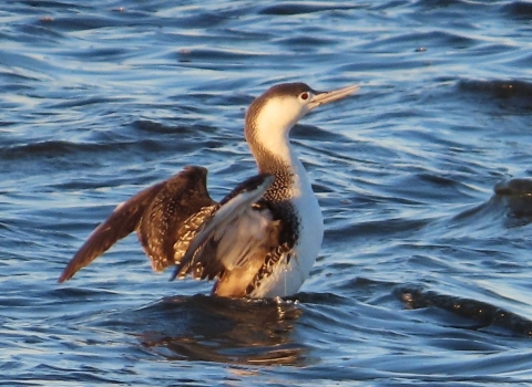 Brown & white loon stands in water flapping its wings