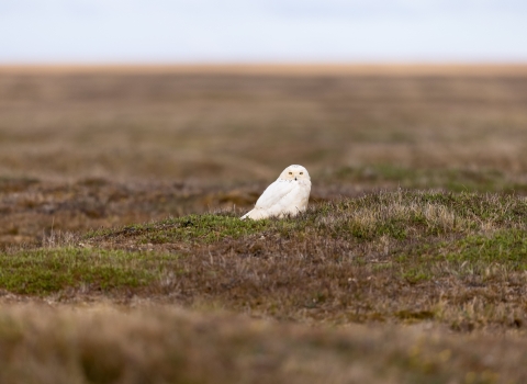 Large white bird sitting on a tundra grassland landscape with the horizon in the background