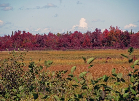 Green shrubs in the foreground are backed by golden wetland plants in the middle distance and red-leaved trees in the back, all under a partly cloudy sky