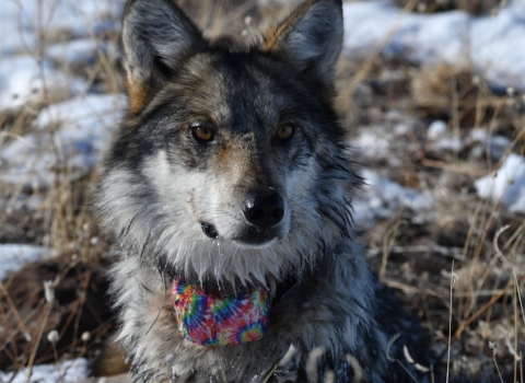 A close up photo of a Mexican wolf wearing a tie-dye colored collar