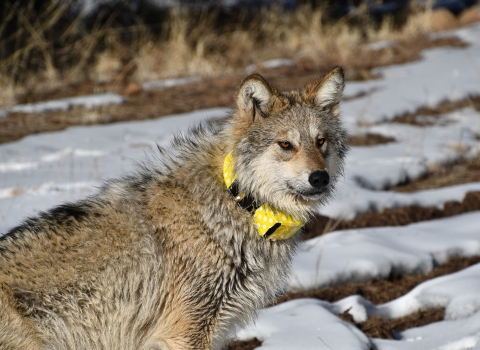 A Mexican wolf wearing a yellow collar stands with snow in the background