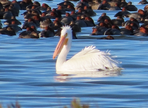 Large white pelican floats on blue water in front of a raft of redhead ducks