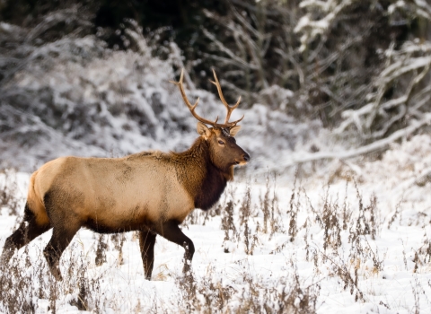 Stately Roosevelt elk in snow at Julia Butler Hansen National Wildlife Refuge