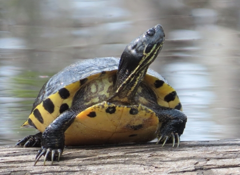 Long-clawed yellow-belied slider turtle stretching its neck while on a log next to wate