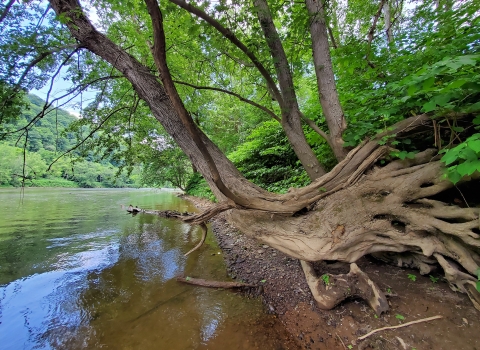 A tree curves out over the river, with long, serpentine roots clinging to the river bank