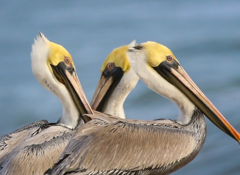 3 white, yellow, brown & black pelicans stand next to the water
