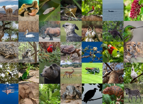 Colorful collage of species that includes zebras, red parrots, rhinos, lizards, sea turtles underwater, polar bears swimming, and more