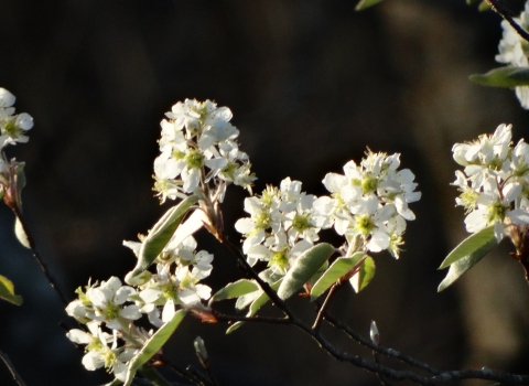 Multiple flowering small white petals on green and brown tree branch