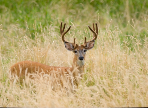 Deer with antlers pauses in tall, dry grass and looks towards camera. 
