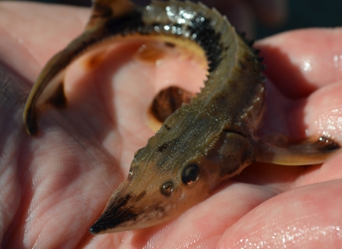 A juvenile lake sturgeon in the palm of a hand.