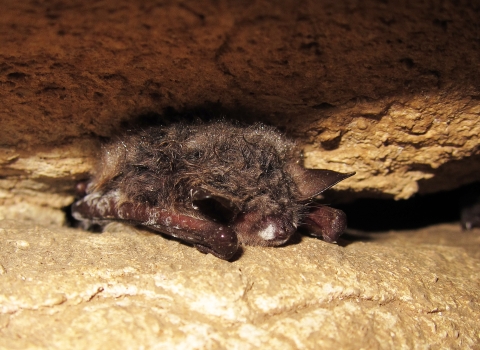 A Northern long-eared bat between rocks with white like powder on its nose. 