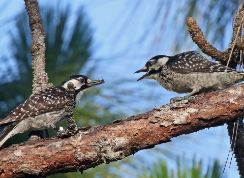 Two red cockaded woodpeckers face each other on a tree limb with pine needles and blue sky visible in the background