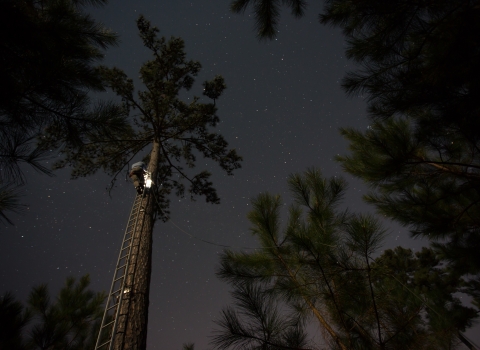 A person climbs a ladder up the side of a tall tree at night