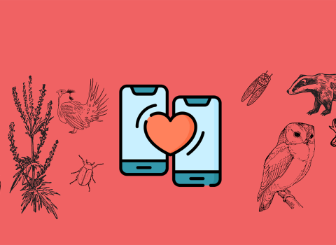 two iphones connected with a heart and wildlife on either side
