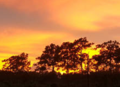 The sun sets behind trees, creating dark silhouettes of their branches. The sky is a light yellow, pink, and blue.