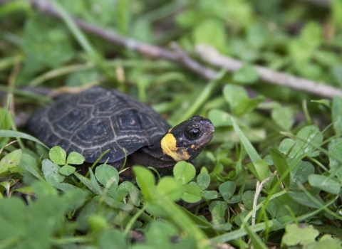 Small turtle stands among short grass and clovers.