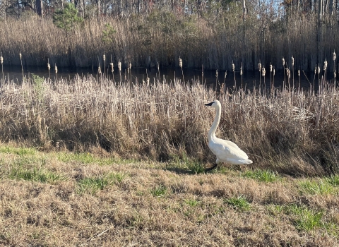 A swan walks on mowed grass in front of a marsh