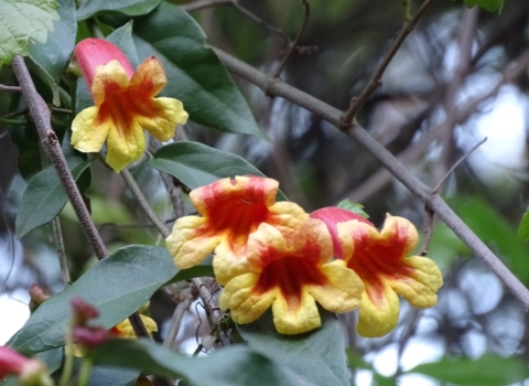 Yellow & red flowers on a brown woody vine