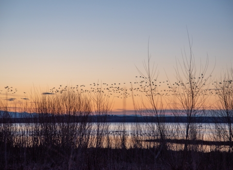Looking through sparse vegetation, a lake with hundreds of birds flying above it with an early morning dark sky with a bit of light and color appearing.