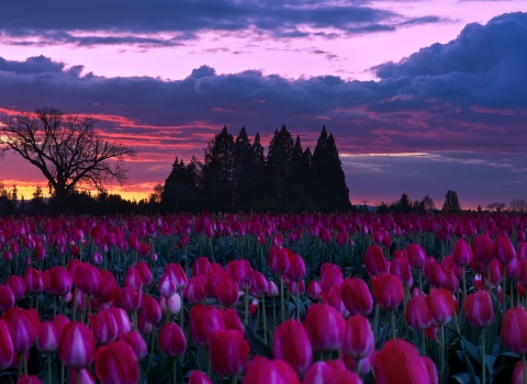 Tulip farm in bloom with clouds and sunset in the distance.