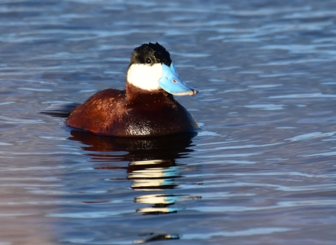 A ruddy duck in water.