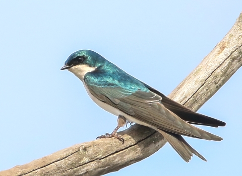 Iridescent blue, white, black and gray tree swallow standing on tree branch
