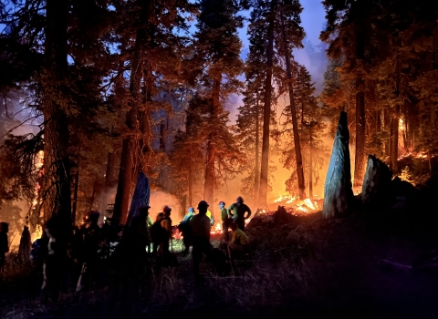 silhouettes of people before forest fire 