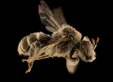 close up side view of a bee with black background
