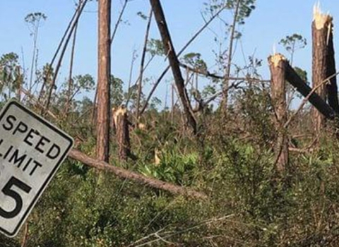 Tyndall Air Force Base pine forests were scissored by Hurricane Michael.