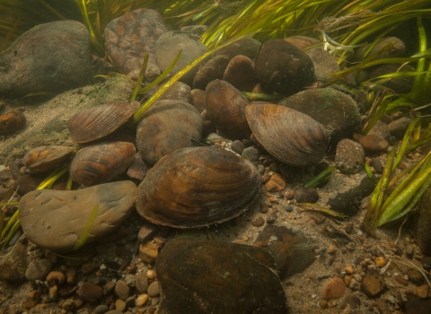 A group of mussels on sea floor.