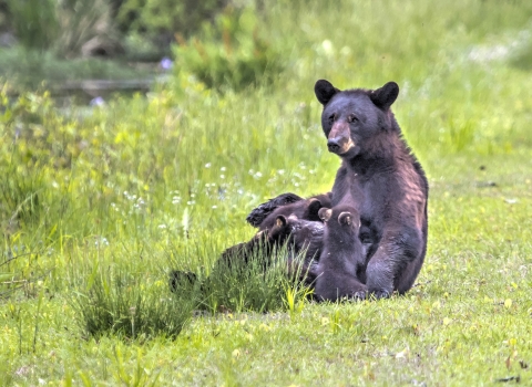 American black bear sow sitting up in field of green grass nursing cubs 