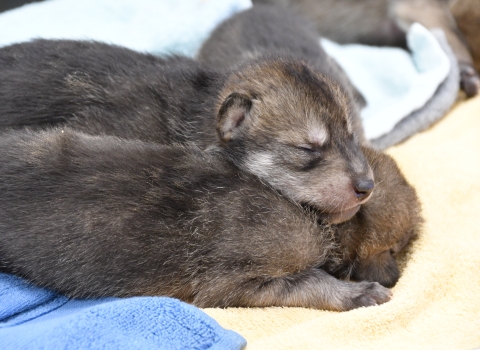 Two Mexican wolf pups asleep on a blanket