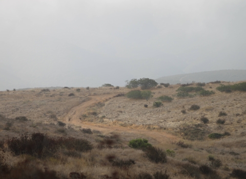 An overcast sky and morning mist covers a winding road bisecting the dry, coastal shrubs. 