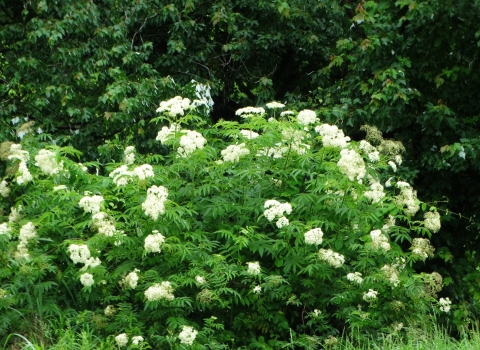 White bunches of app. 1" diameter flowers scattered over a 5 foot tall green shrub