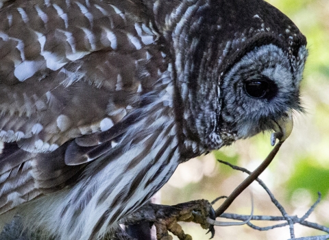 Brown & white barred owl sitting in branches of a tree with small snake being held by one foot and the head end in the beak.