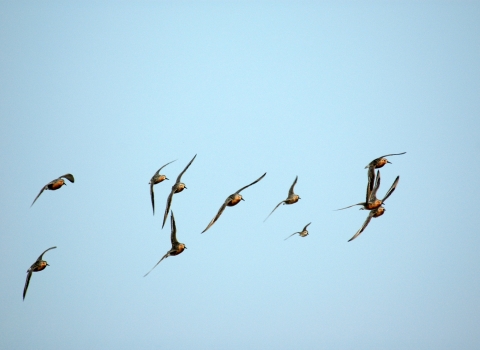 A dozen birds flying in a blue sky