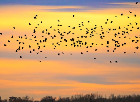 Sunset with birds migrating