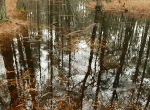 A pond reflects the surrounding pine forest.