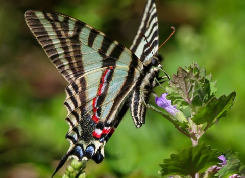 Beautiful turquoise, black, yellow striped butterfly, with red and blue highlights near a violet flower on a green leafy stalk