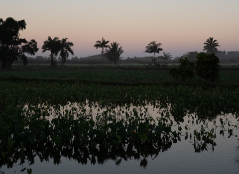 a wetlands pond just before sunrise. There are palm trees and a mountain silhouetted in the background. The sky is a muted purple fading into orange.