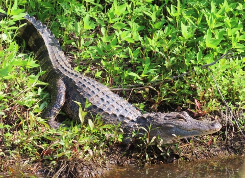 Brown-gray 6 foot alligator right at water's edge, on a green canal bank 