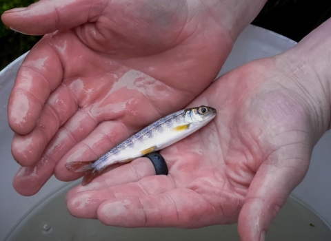 A silver-grey salmon yearling lays across a man’s flat, wet, open hands. On the man’s left index finger, he wears a thick black ring. Beneath the salmon, a white bucket filled halfway with water stands on green grass.