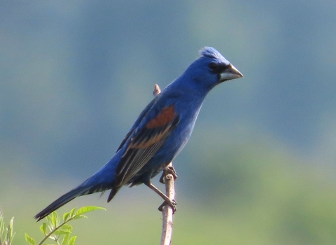 Blue bird with brown & black patterned wings sitting on a branch