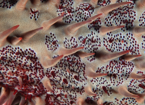Close-up of starfish shows spikes and countless red dots. 
