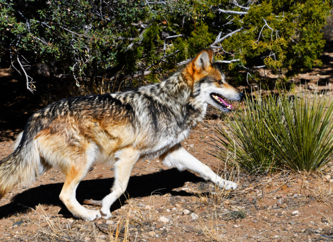 Adult male Mexican wolf running