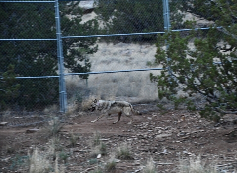 A Mexican wolf runs near a fence at a wolf facility in New Mexico