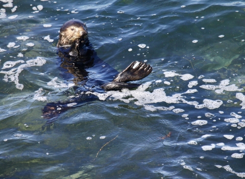 A sea otter foraging for food in shallow water
