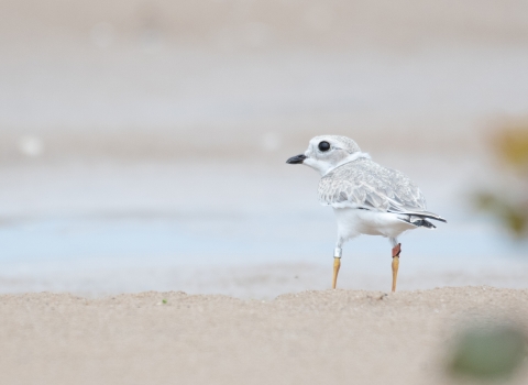 A piping plover chick with leg bands stands on the beach